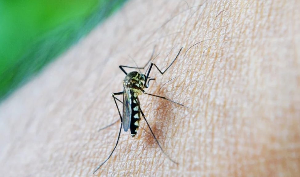 RN verzeichnet mehr als 16.000 Fälle von Dengue, Chikungunya und Zika – Ponta Negra News