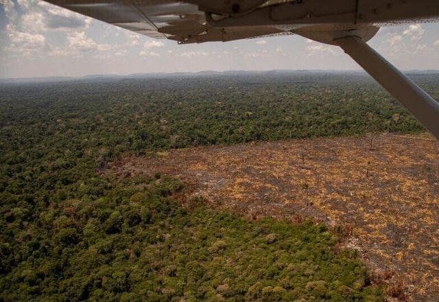 Desmatamento na Amaz&ocirc;nia: Banco Mundial alerta para dano permanente - Ponta  Negra News